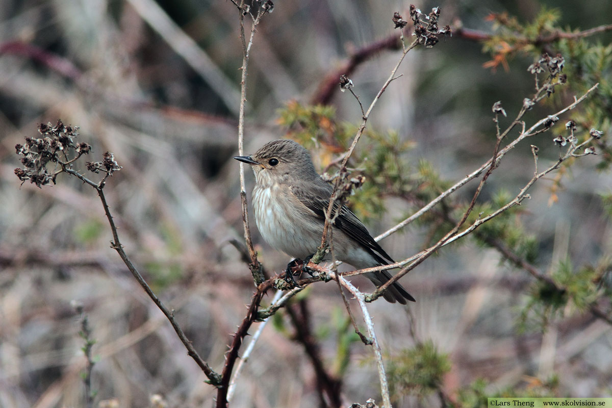 Grå flugsnappare, Muscicapa striata